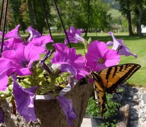 View butterflies at Idaho Campgrounds