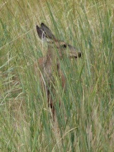 Idaho RV Parks - See Deer