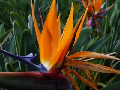 Hawaii Bird of Paradise Flower