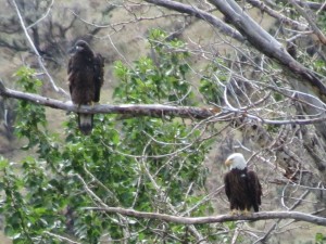 Eagles in Idaho, River rafting