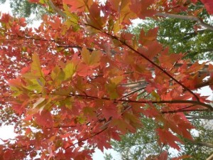 Colorful fall leaves, Idaho campgrounds