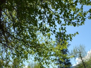 Vibrant Trees, Spring at Wagonhammer Campgrounds