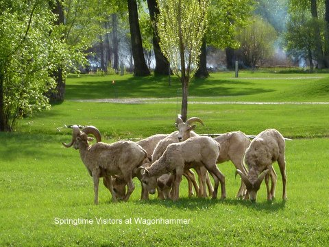 Bighorn sheep at Wagonhammer RV Park, Idaho