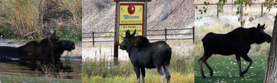 Moose visits Wagonhammer