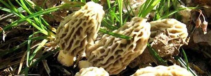 Morel Mushrooms Idaho
