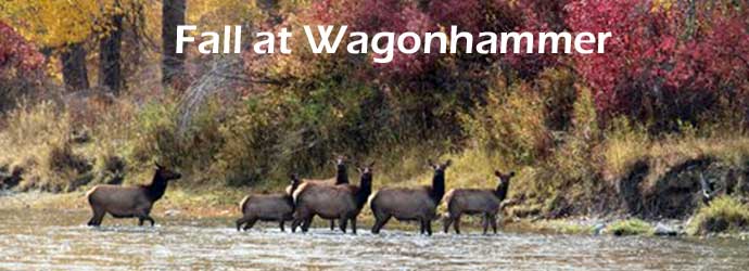Elk Run at Wagonhammer, Fall Season