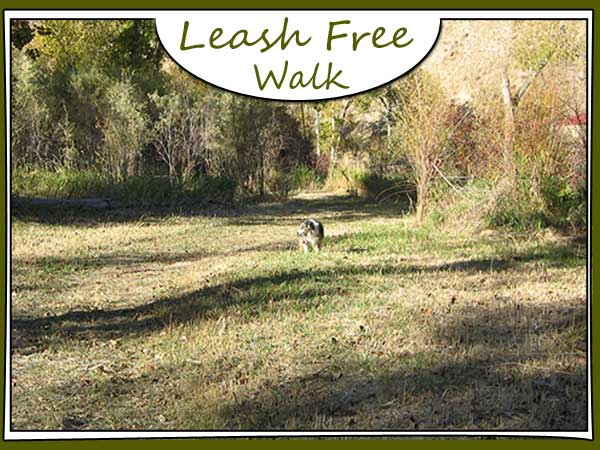 Leash Free Dog Walk Area