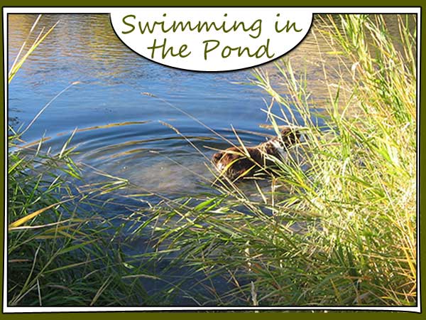 Dog Swimming in Pond