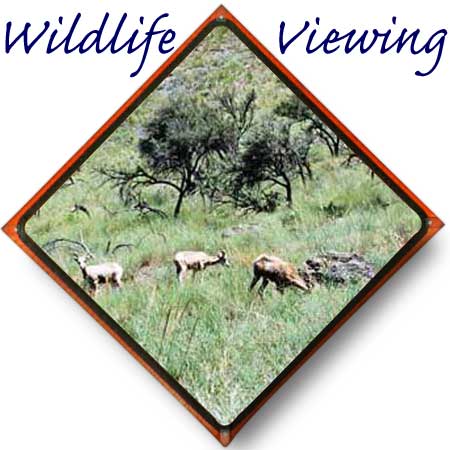 Idaho Wildlife viewing